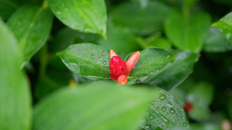 Costus Woodsonii Mass flower or Red Button Ginger plant stock photography