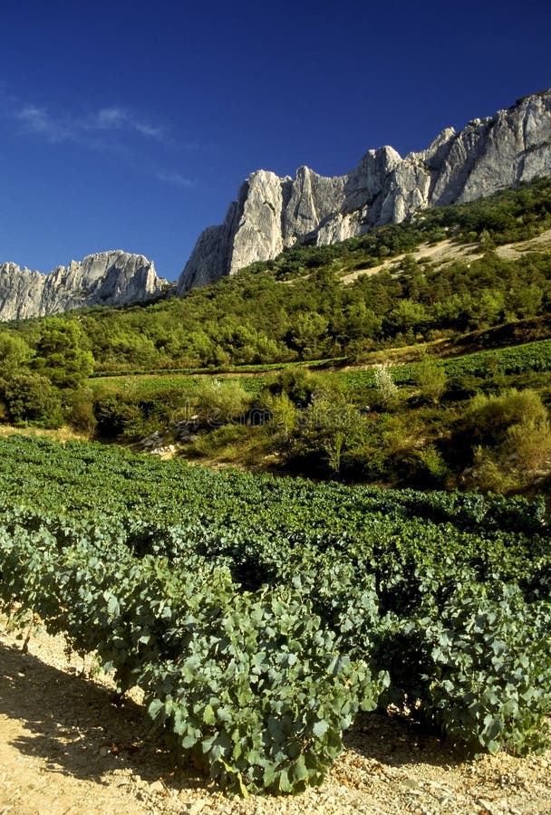 Cotes du rhone vineyards dentelles de montmarail vaucluse proven