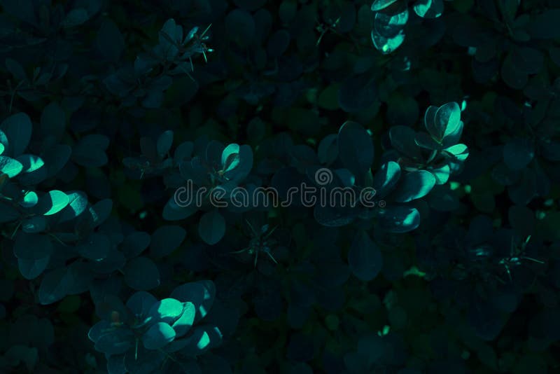 Cotinus with dark green effect in a shadow. royalty free stock images