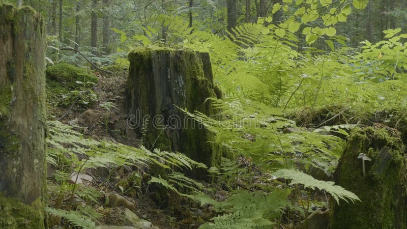 Coto velho na floresta coberta com o musgo com grandes raizes Musgo no coto na floresta imagens de stock royalty free