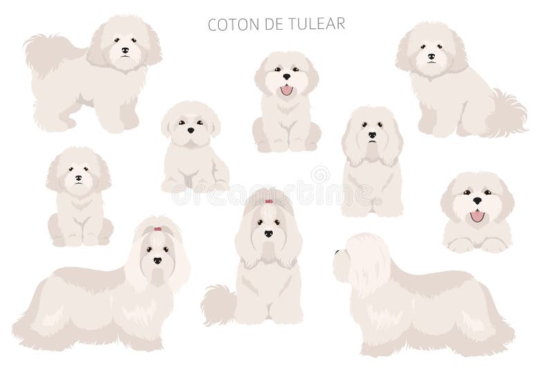 Coton de Tulear clipart. 