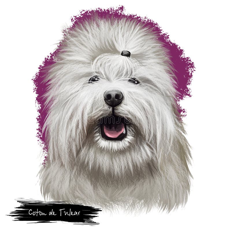 Coton de Tulear, Coton, Cotie dog digital art illustration isolated on whit...