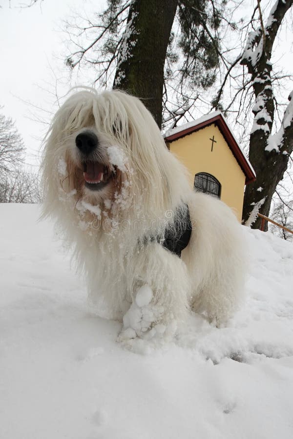 Coton de Tulear stock photo. Image of hair, breed, coton 49432994