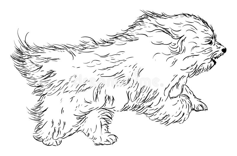 Coton de Tulear royalty free illustration.