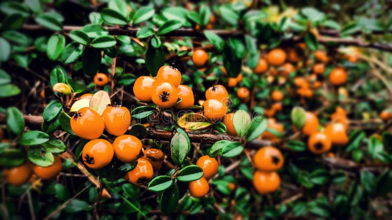 Cotoneaster orange frukter royaltyfri fotografi