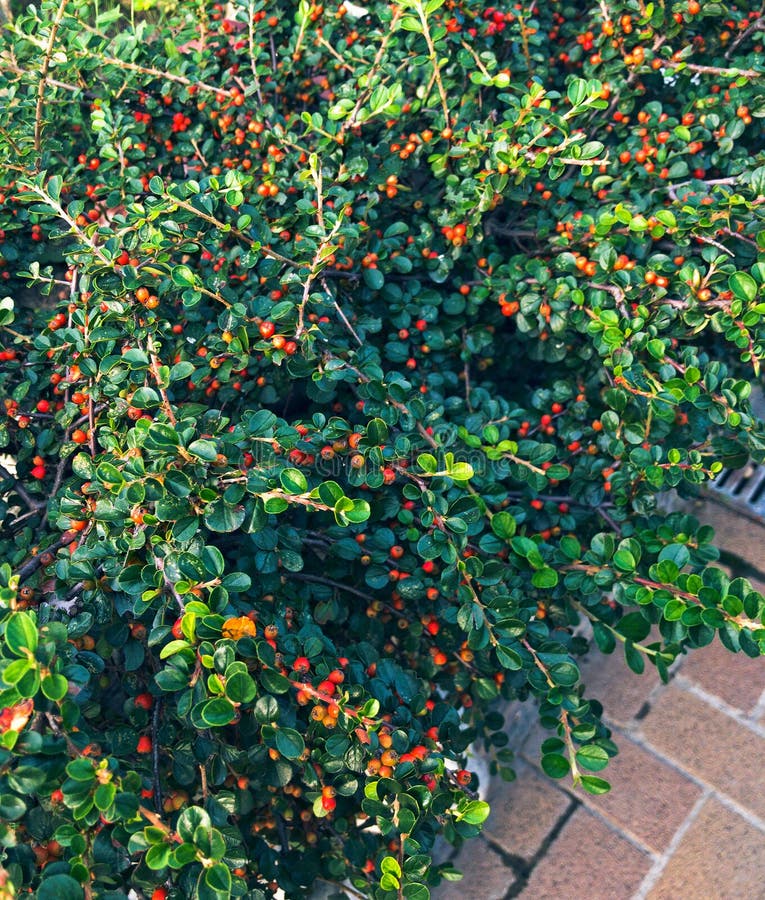 Cotoneáster Red Berry Fruit Shrub Bush, Decorate a Sidewalk Stock Image