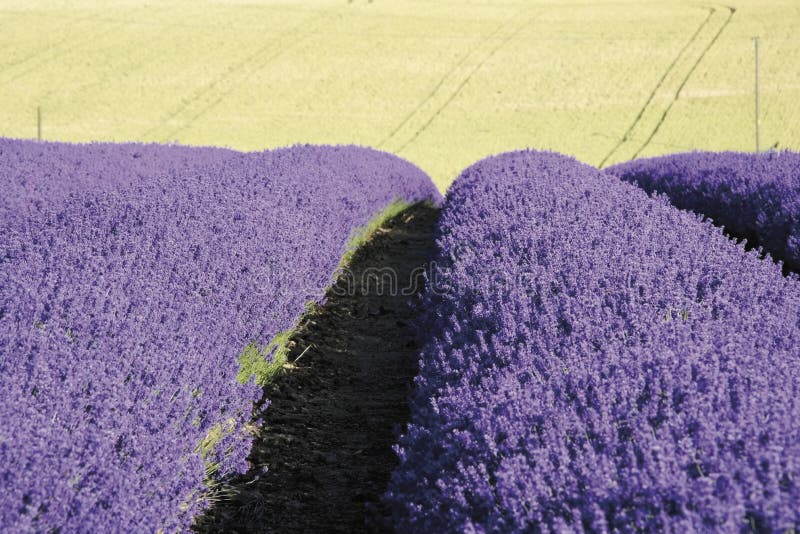 Cotswoldslantgården fields gloucester lavendelsnowshill arkivfoton