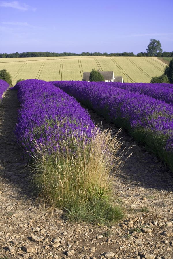 Cotswoldslantgården fields gloucester lavendelsnowshill arkivbild