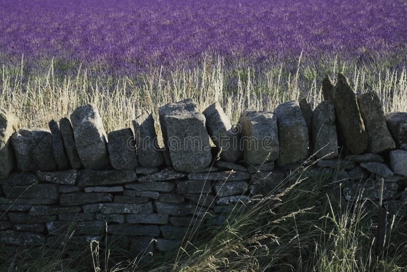 Cotswoldslantgården fields gloucester lavendelsnowshill arkivfoto