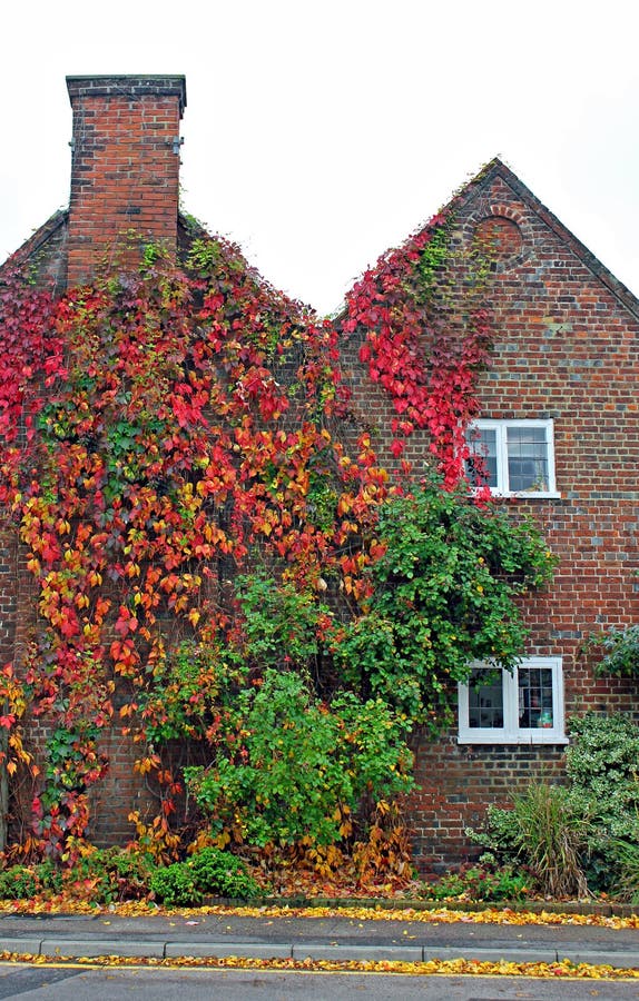 Cottage Covered in Virginia Creeper Stock Photo Image of climb