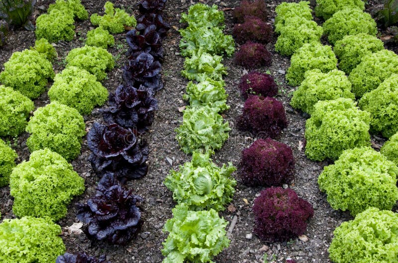 Cottage Garden Lettuce patch