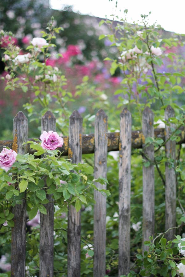 Cottage garden vintage fence stock image Cottage garden vintage fence stock image