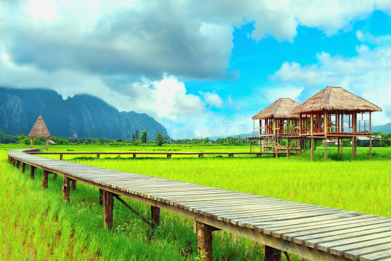 Cottage in the middle of rice field