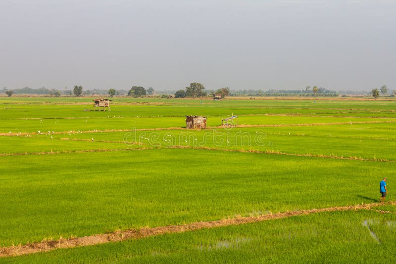 Cottage overlooking rice.