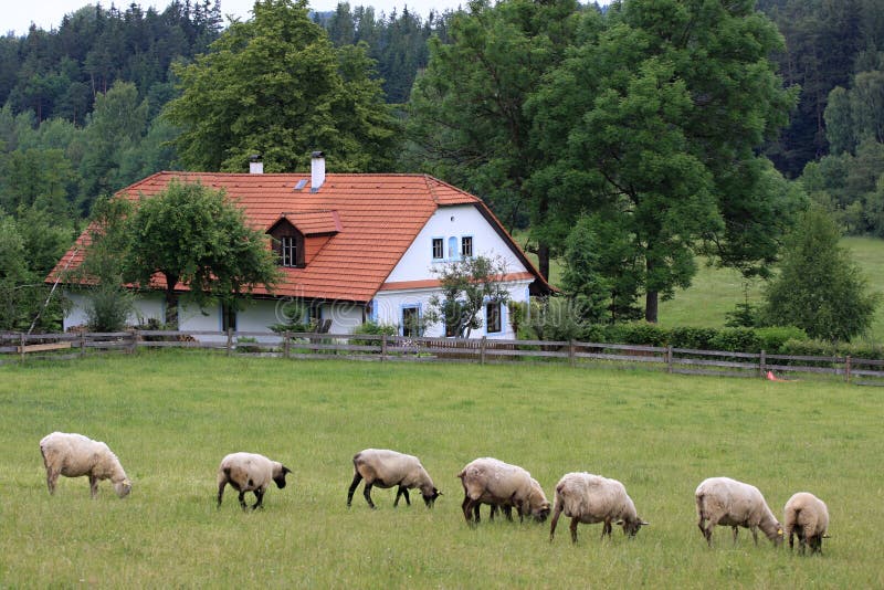 Cottage and sheep