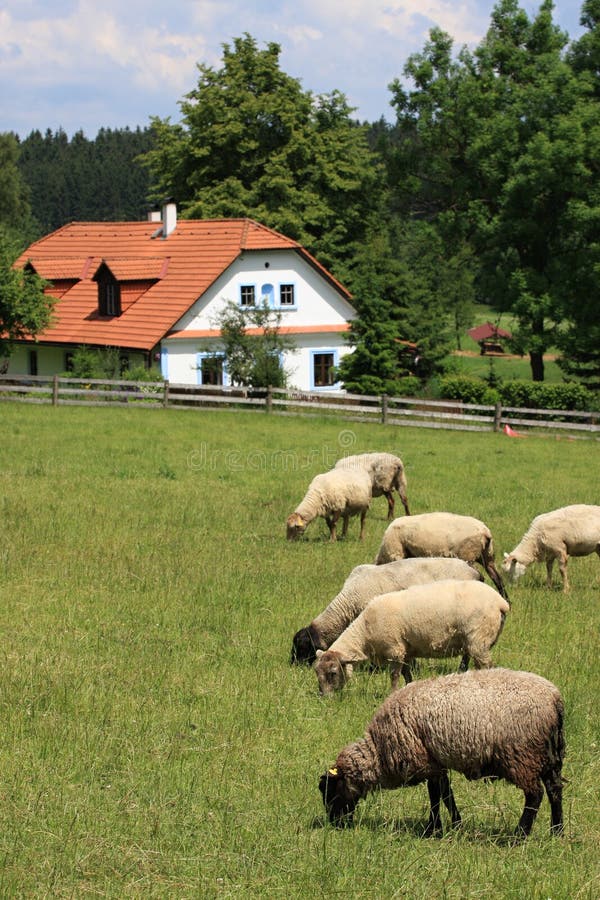 Cottage and sheep