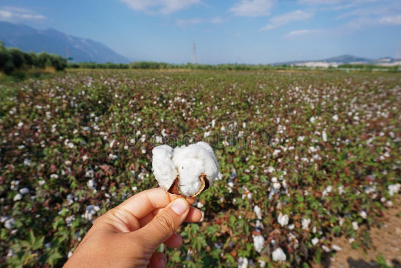 Cotton Plantation in the Central Greece Plain before Harvest Stock