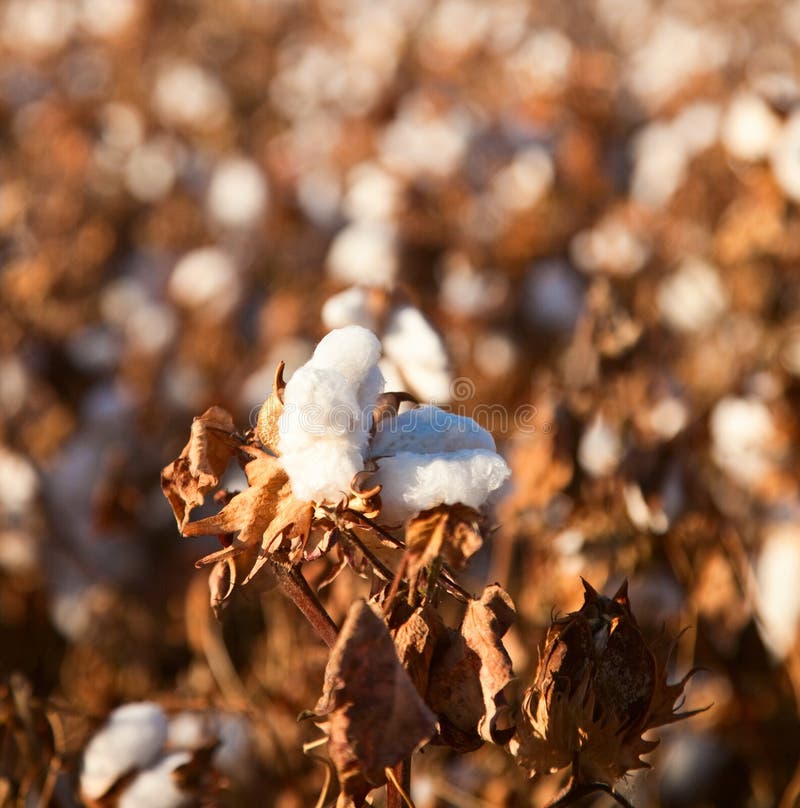 Cotton ball stock image. Image of close, farm, texan, organic 9922221