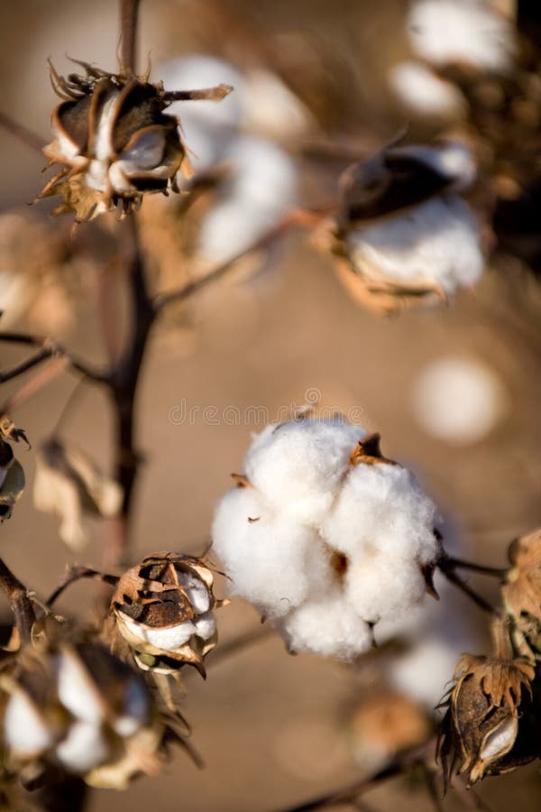 Cotton ball stock image. Image of texas, southern, market 9082453