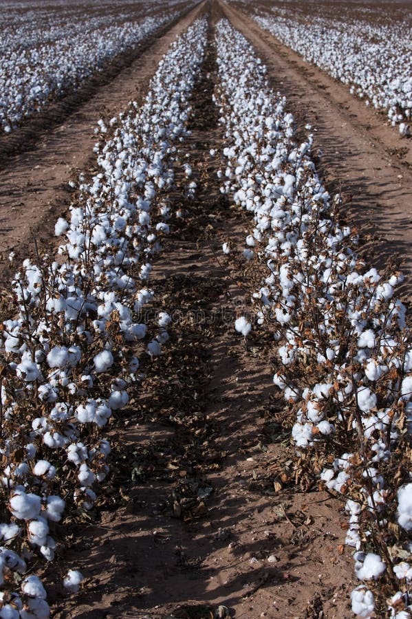 Cotton ball stock photo. Image of textile, texas, agriculture 9927772