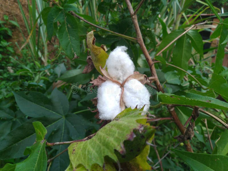 Whool Balls Stock Photos Free & RoyaltyFree Stock Photos from Dreamstime