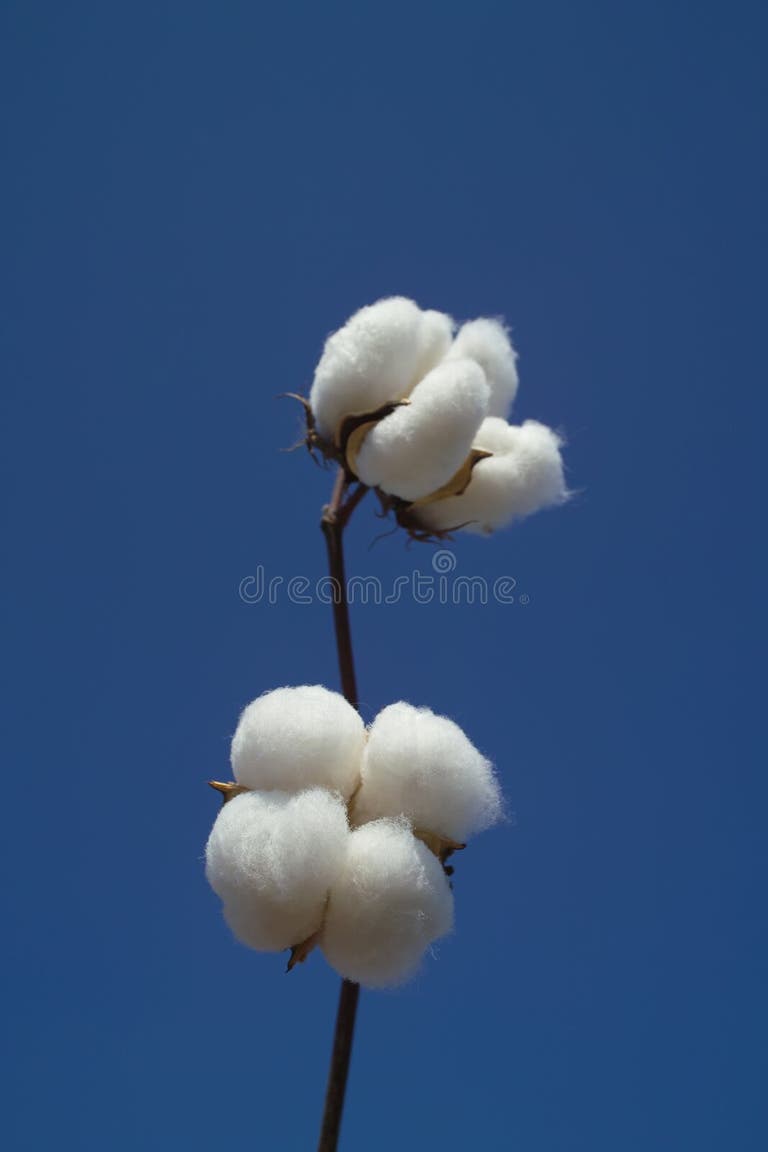 7,049 Cotton Boll Stock Photos Free & RoyaltyFree Stock Photos from