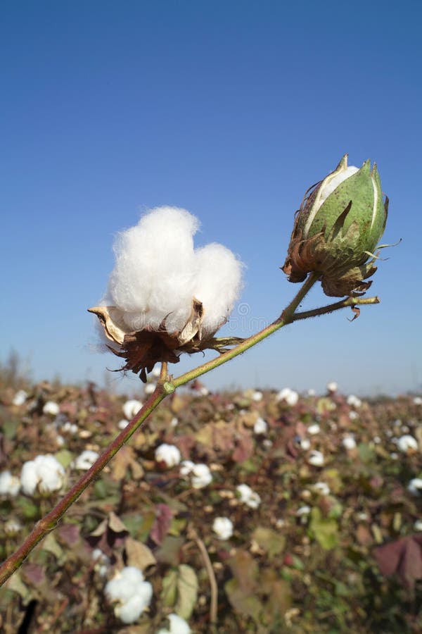 Cotton boll stock image. Image of field, crop, husk, fiber 11489293