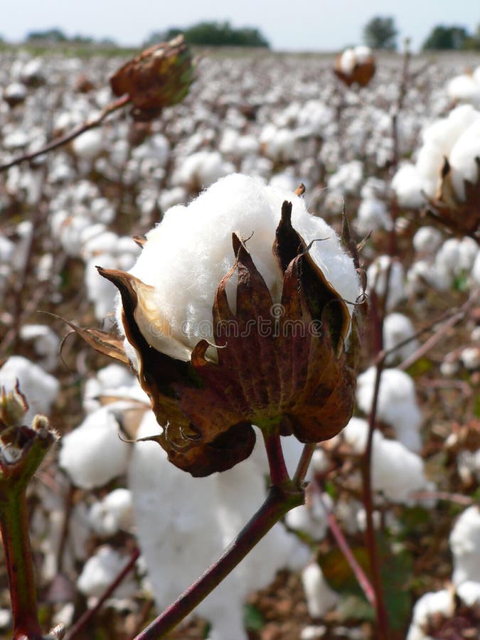 6,605 Cotton Boll Stock Photos Free & RoyaltyFree Stock Photos from