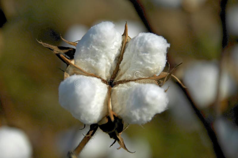 Cotton Boll 3