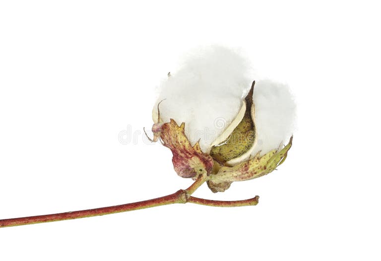 6,623 Cotton Boll Stock Photos Free & RoyaltyFree Stock Photos from
