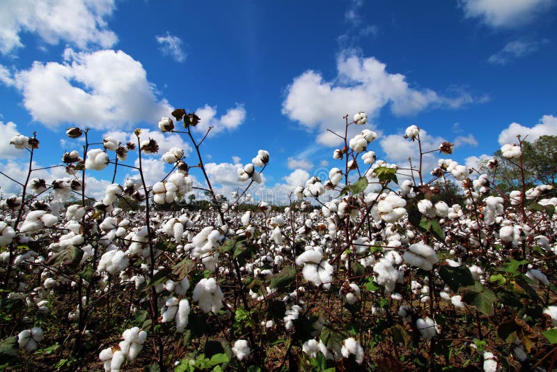 Cotton Bolls in Cotton Field on Beautiful Day Stock Photo Image of