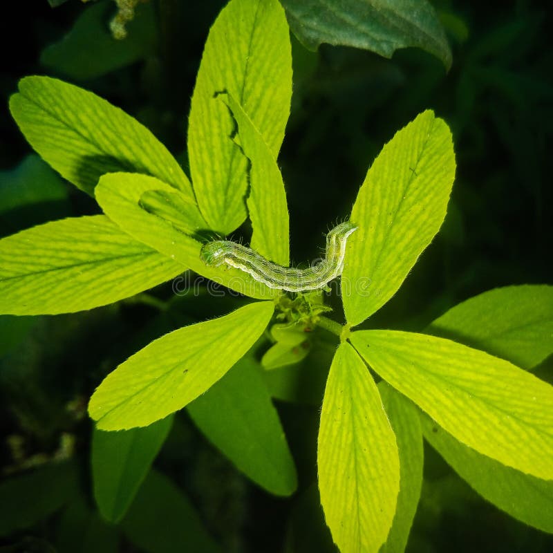 The Cotton Bollworm, Corn Earworm, or Old World Bollworm is a Moth