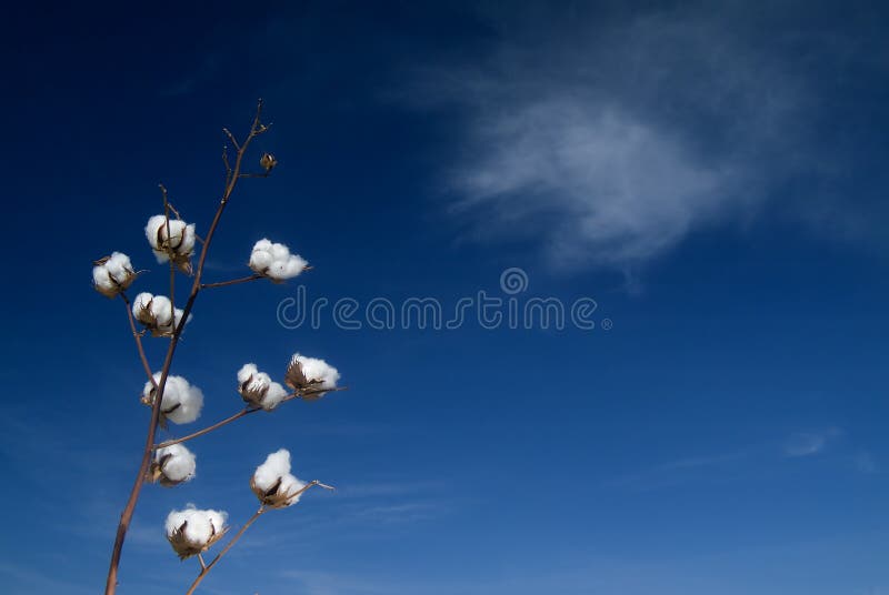 Cotton branch