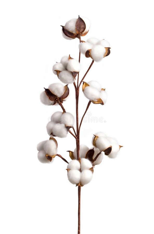 Cotton Branch on White Background. White Cotton Flowers Stock Photo
