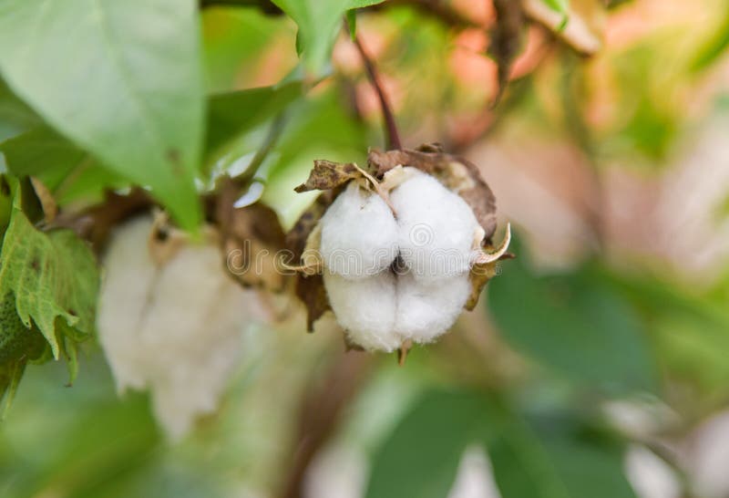 Cotton Plant Cotton Tree Flower Stock Photo Image of hygiene, reap