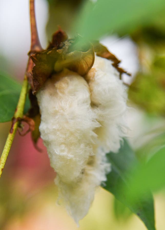 Cotton Plant Cotton Tree Flower Stock Image Image of farm, material