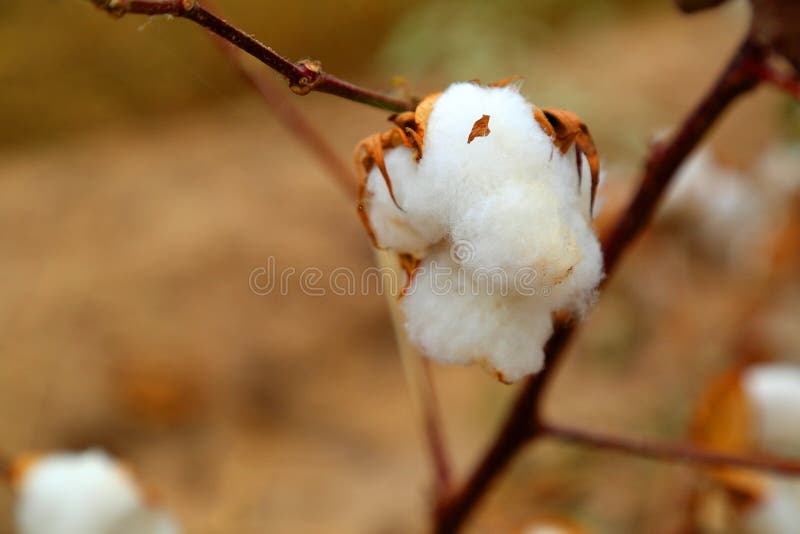 Cotton bud stock photo. Image of cultivated, field, buds 61379182
