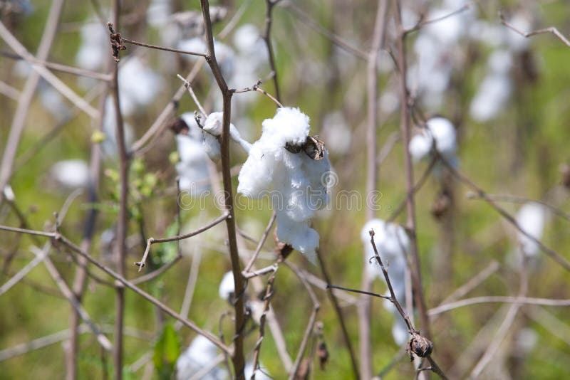 Cotton CloseUp stock photo. Image of farms, field, fiber 15237308