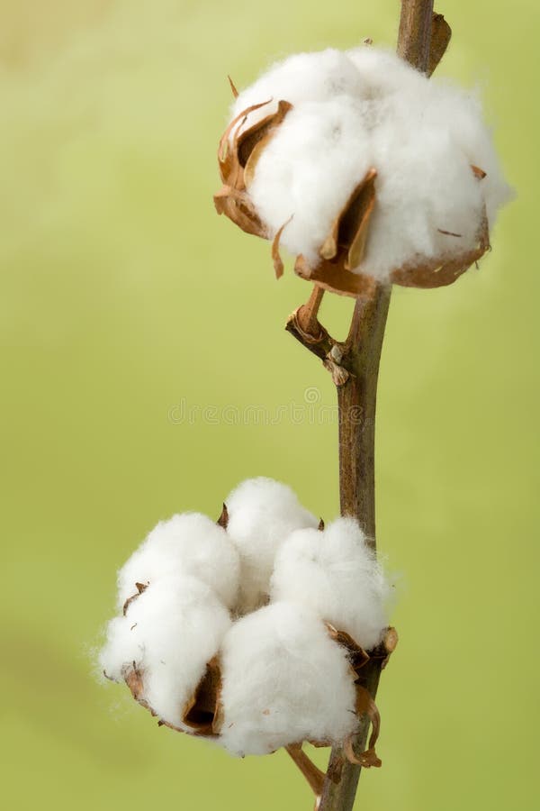 Хлопок перевод. Cotton перевести. Cotton перевод. Jyel Cotton vs. Stem of Cotton перевод на русский.