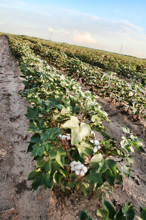 Cotton Crop stock photo. Image of open, texas, farm, pods 11163424