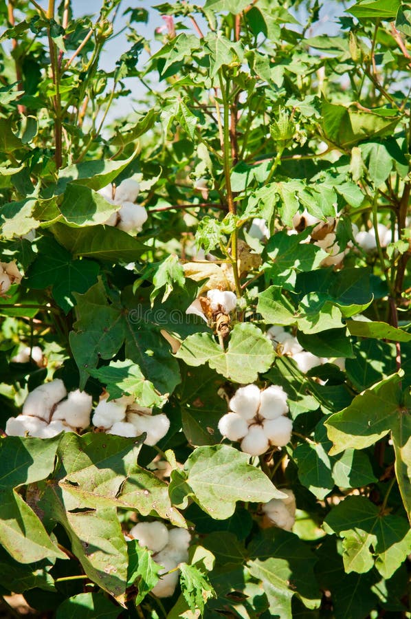 Cotton Crop stock image. Image of soft, industry, boll 26607993