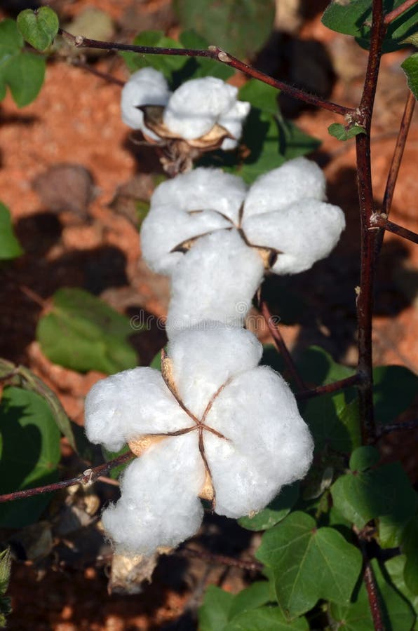 Cotton Crop Picture. Image 28766326