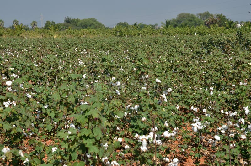 Cotton crop stock photo. Image of field, environment 28766484