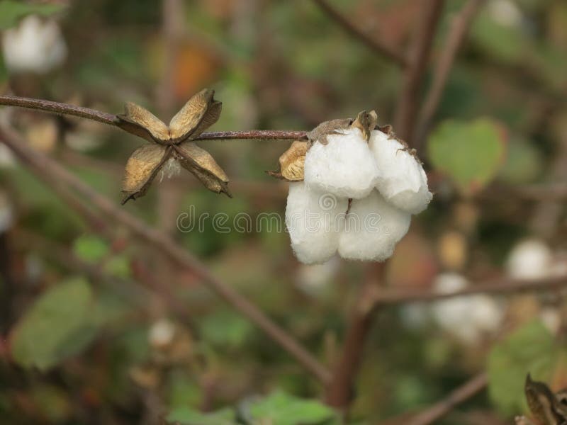 Cotton Crop stock image. Image of stack, harvest, agricultural 48718587
