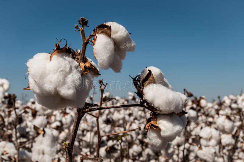 Cotton Crop stock photo. Image of nature, land, agricultural 48718700