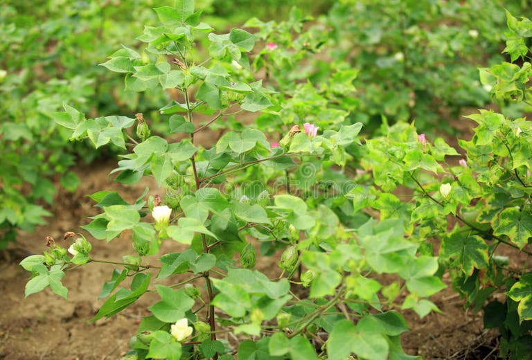 1,884 Cotton Ball Tree Stock Photos Free & RoyaltyFree Stock Photos