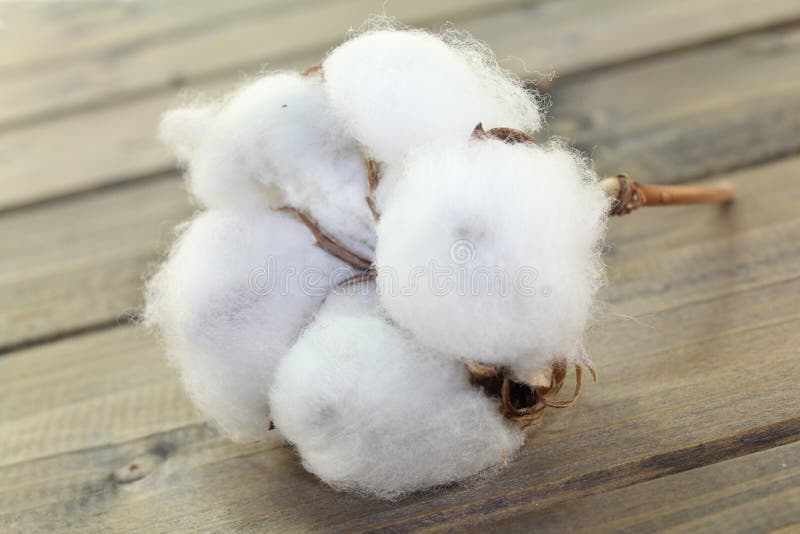 Cotton stock image. Image of dried, lifestyle, living 38893477