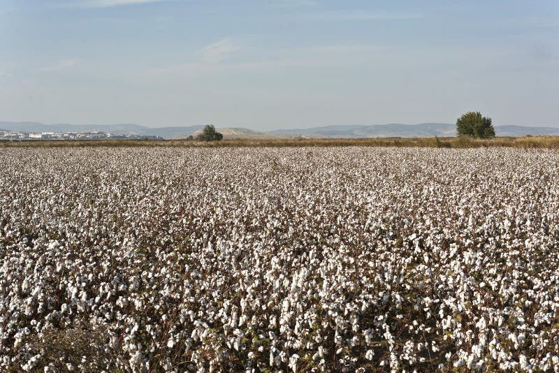 Cotton farm stock image. Image of majestic, southern 57434205