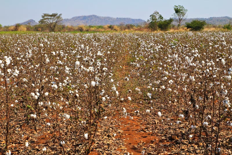 Cotton farms