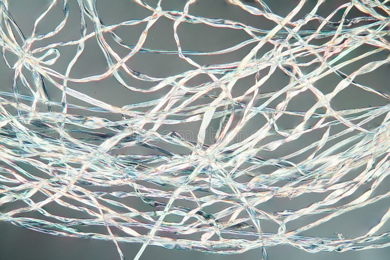 Cotton Fibers Under the Microscope Stock Photo Image of micro, fibers
